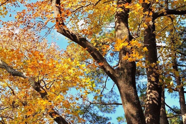 On the trail - a rare pastel blue sky behind glorious orange-yellow leaves.