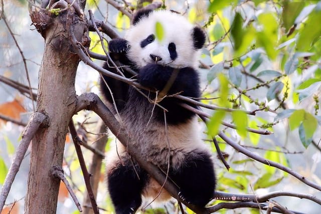 Half-day Private Panda Tour with Vegetarian Lunch in Nunnery - Photo 1 of 10