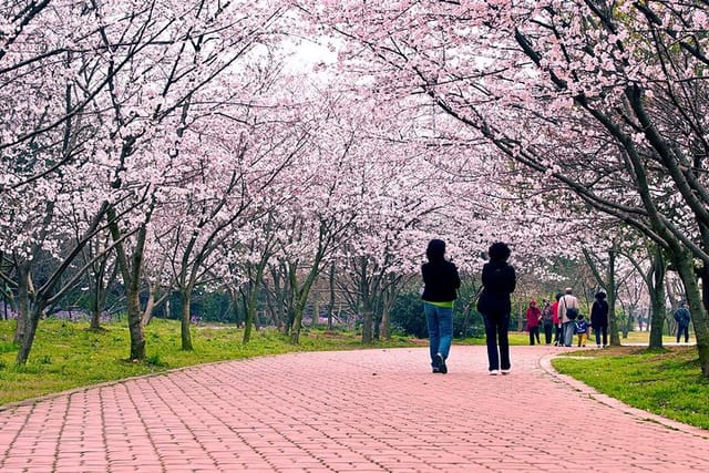 Half-Day Wuxi Yuantouzhu Park Private Guided Sightseeing Tour - Photo 1 of 6