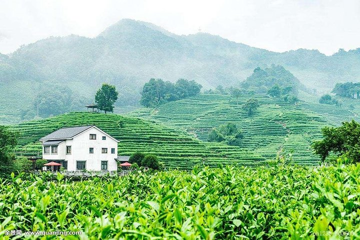 Hangzhou Tea Culture Experience Tour  - Photo 1 of 6