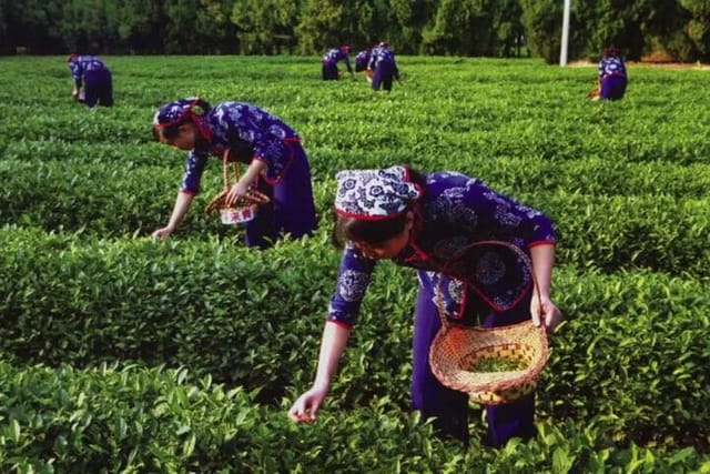 Picking tea