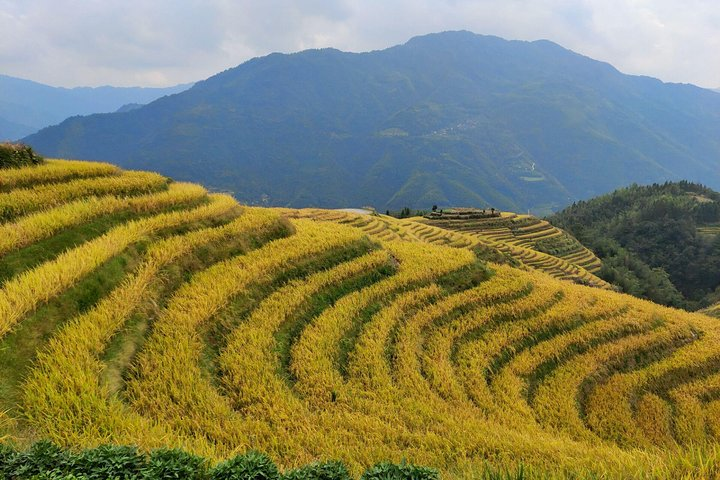 The Longji terraces at Autumn