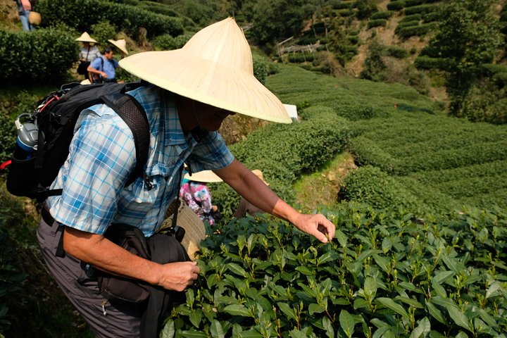 One-Day Hangzhou Dragon Well Tea Culture & West Lake Private Tour - Photo 1 of 14