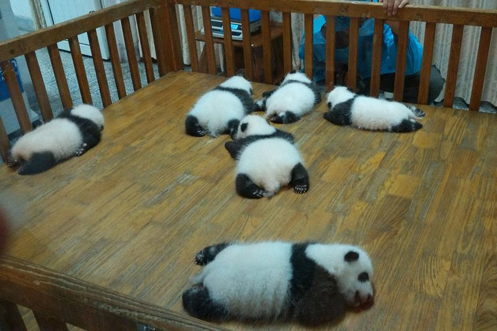 Baby Pandas