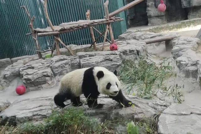 private-chengdu-panda-base-day-tour-by-round-way-flight-from-shanghai_1