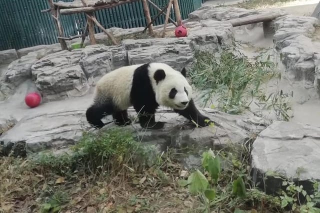 Private Chengdu Panda Base Day Tour by Round-way Flight from Shenzhen - Photo 1 of 7