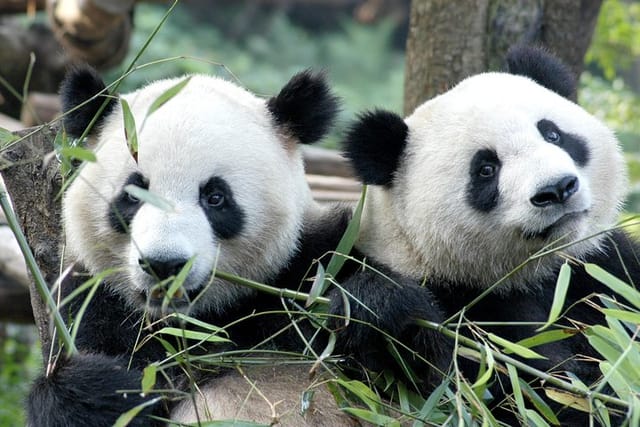 Pandas