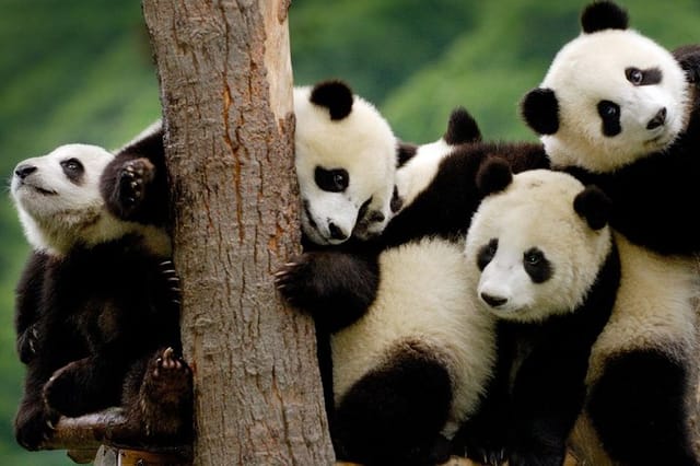 Private Panda Base and Leshan Buddha Day Tour from Chongqing - Photo 1 of 8