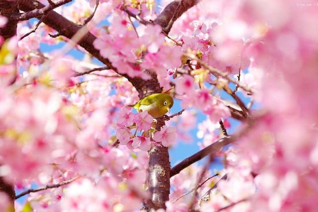 Shanghai Gucun Cherry Blossom Fair