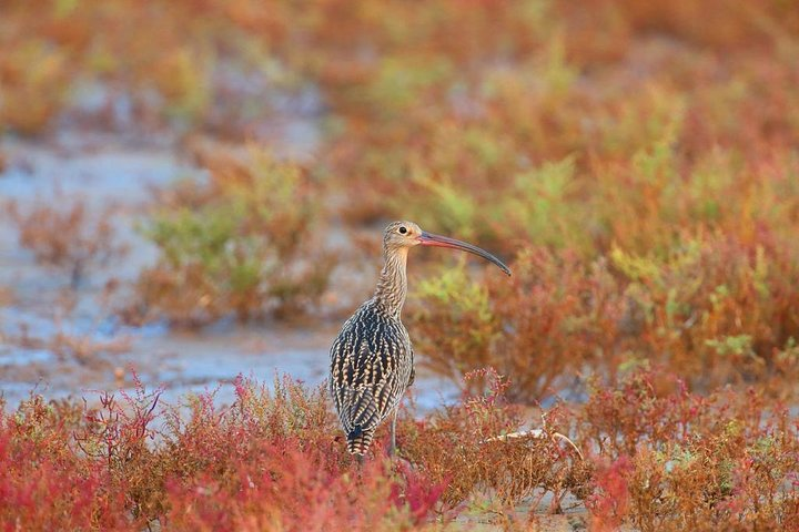  Private Seasonal Day Tour to Beidaihe from Tianjin with Birding Experience - Photo 1 of 6