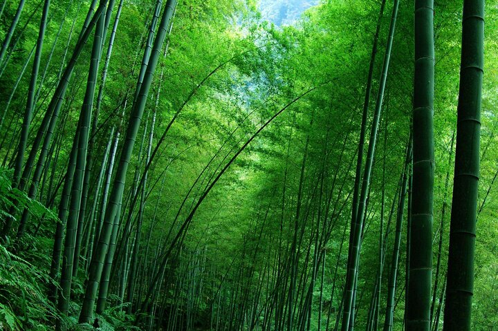 Private Tea Mountain and Bamboo Sea Day Tour - Photo 1 of 6