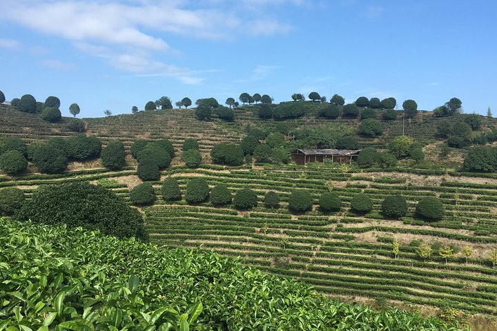 Tea plantation