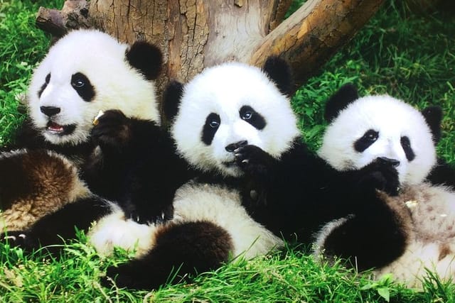 Chengdu Panda breeding centre