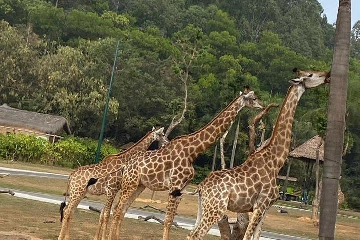 Private Tour to Chimelong Safari Park Zoo and Circus in Guangzhou - Photo 1 of 13