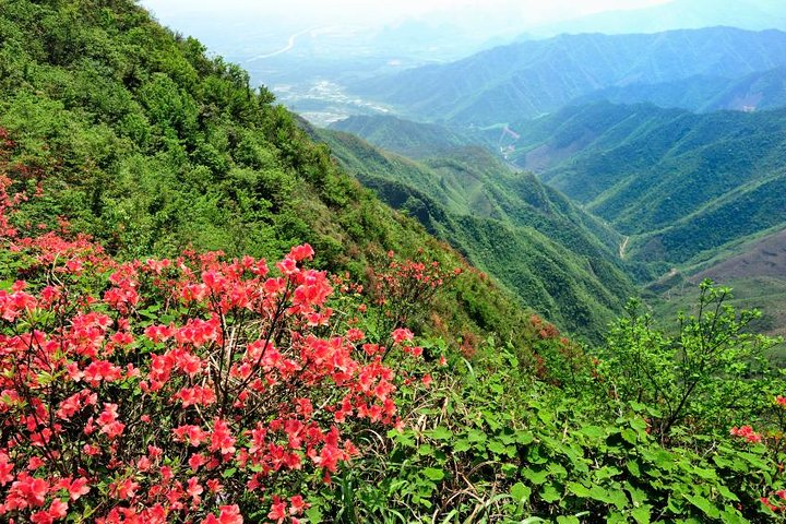 Azaleas in Mountain