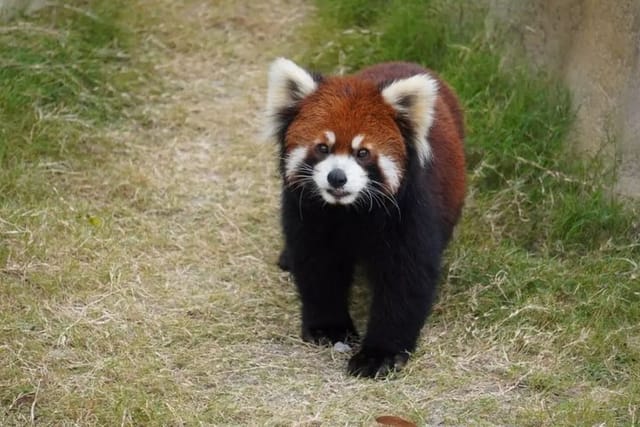 Private Transfer between Nanjing Jinniuhu Wild Animal Park and City Hotels - Photo 1 of 6