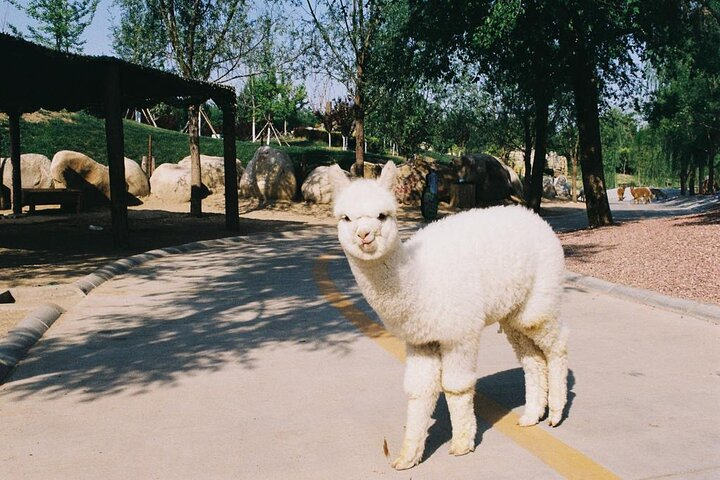 Private Transfer to Beijing Wildlife Park with Self-driving Ride Inside - Photo 1 of 4