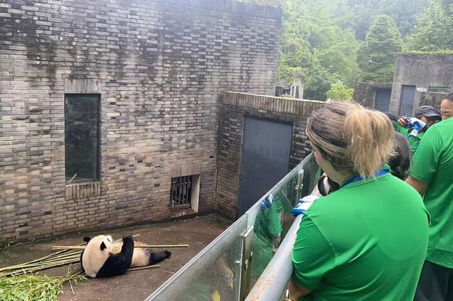 Private Volunteer Program At Dujiangyan Panda Rescue Center - Photo 1 of 5