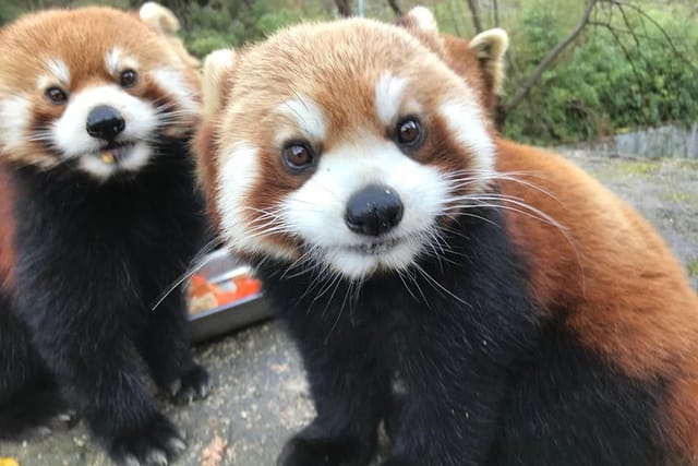 Red Panda Volunteer in Wolong Panda Base Private Tour - Photo 1 of 8