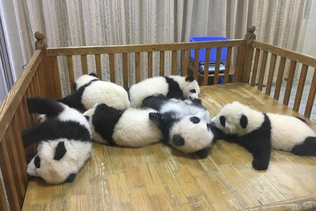 Small Group Half Day Chengdu Panda Breeding Center Tour - Photo 1 of 16