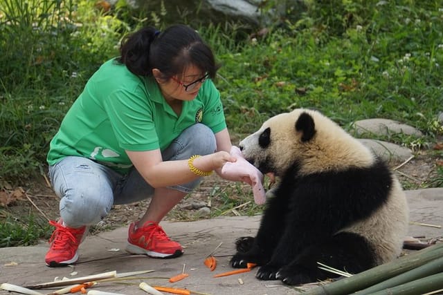 Visiting Dujiangyan Wolong Panda Base Optional Volunteering - Photo 1 of 21