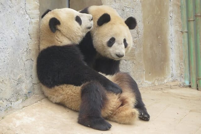 Visiting Xi'an Wild Panda Breeding and Protecting Center - Photo 1 of 8