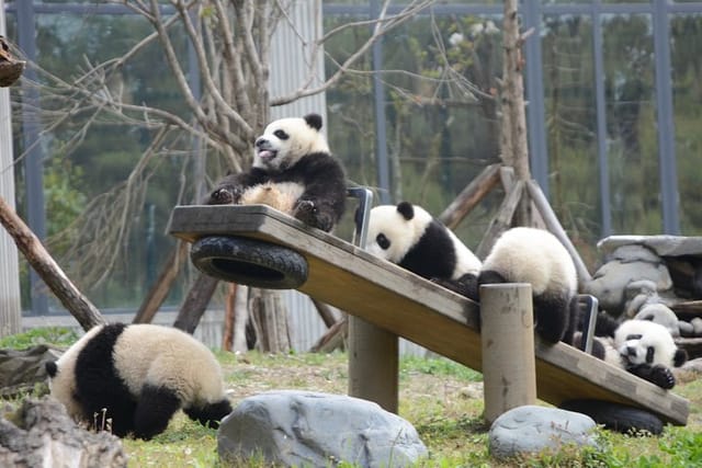 Panda kindergarten 