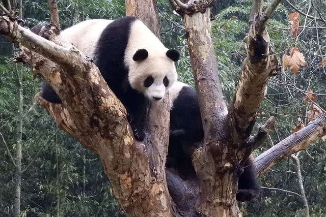 wolong-panda-base-volunteering-program-from-chengdu_1