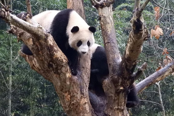 Wolong Panda Base Volunteering Program from Chengdu - Photo 1 of 6