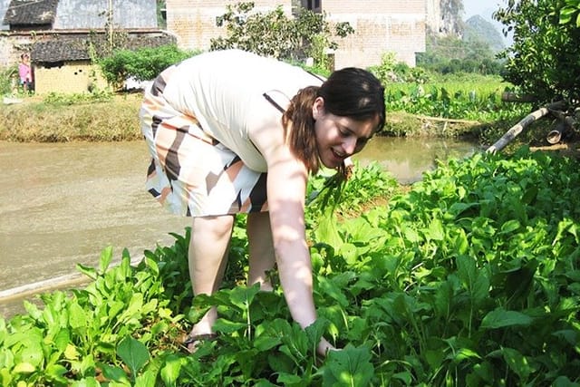 picking vegetables