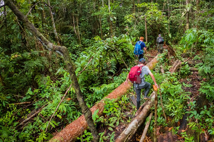 4 Days Deep Jungle Experience - Photo 1 of 12