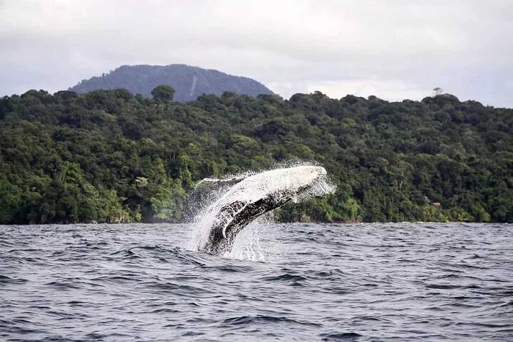 Whale Watching 