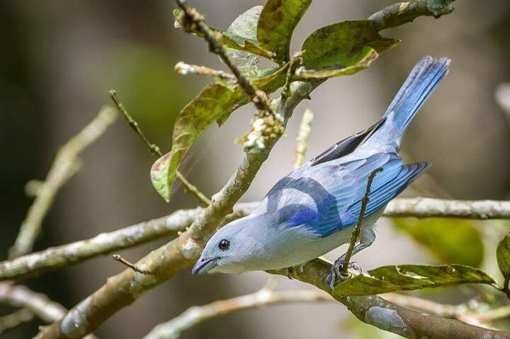 Bird-Watching and Nature Reserve Experience in Ibague - Photo 1 of 14