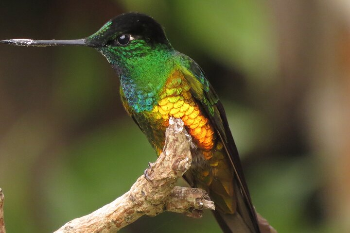 Birding & Nature to Chicaque Cloud Forest Nature Reserve - Photo 1 of 9