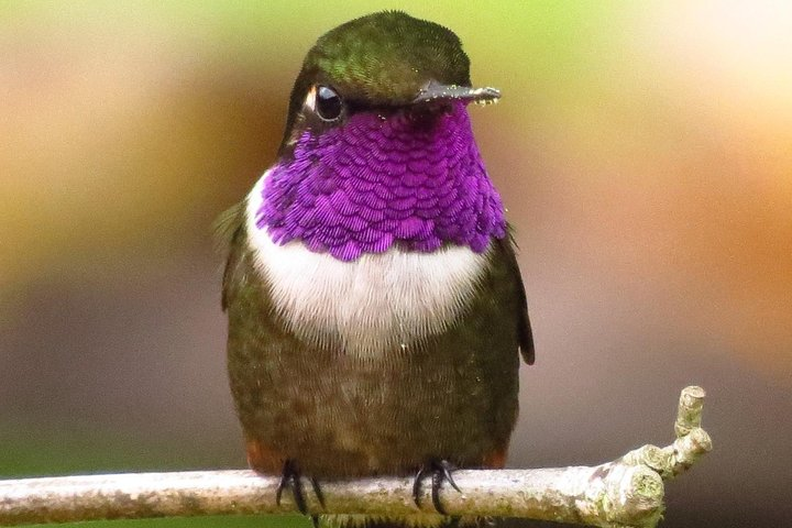 Birdwatching day in Chingaza and Observatorio de Colibries - Photo 1 of 7