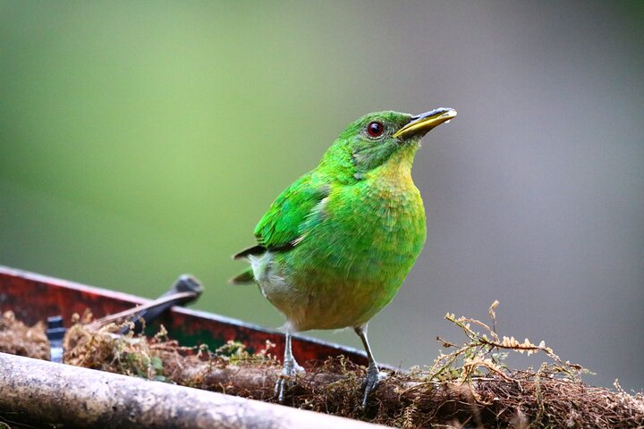 Avistamiento de Aves Colombia