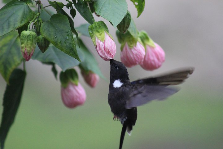 Endemic Black Inca hummingbird