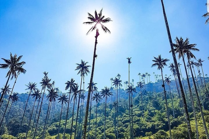 Cocora, Salento and Coffee Experience - Photo 1 of 25