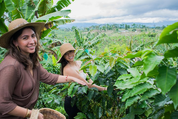 Coffee Tour. - Photo 1 of 25