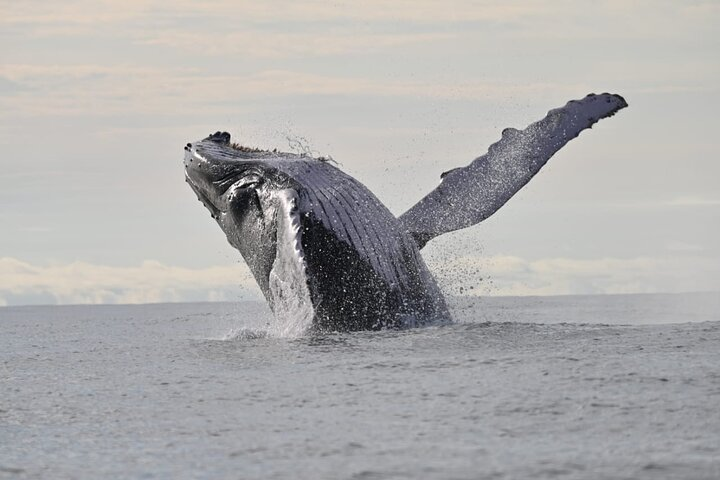 Day Trip – Whale Watching from Cali #EcoLiving - Photo 1 of 14