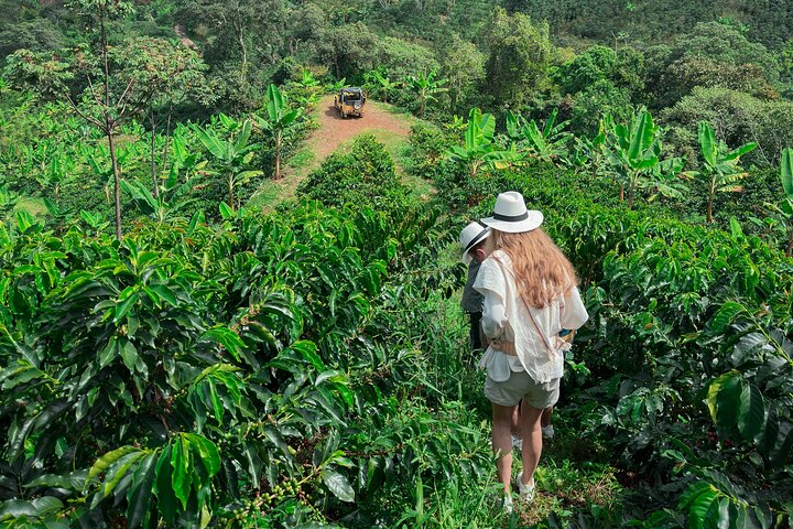 Coffee Routes