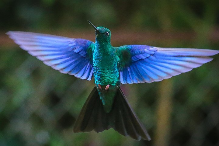 Great Sapphirewing - one of the largest hummingbirds in the world