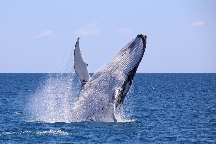 Cali Humpback Whales