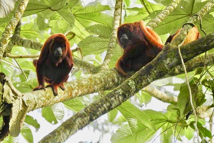 Looking for the Howler Monkey in Beards - Bremen - Photo 1 of 15