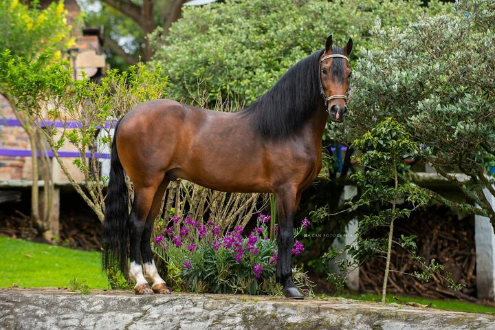 Private Guided Tour of Colombia’s Paso Fino Horse - Photo 1 of 19