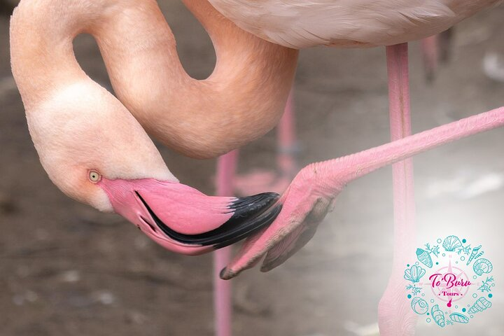 Sanctuary Los Flamingos Tour - Photo 1 of 10