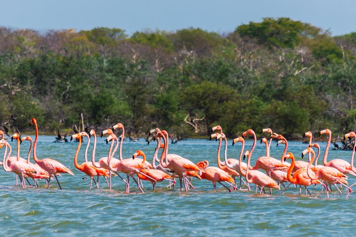 Sanctuary of Flamingos Day Tour  - Photo 1 of 6