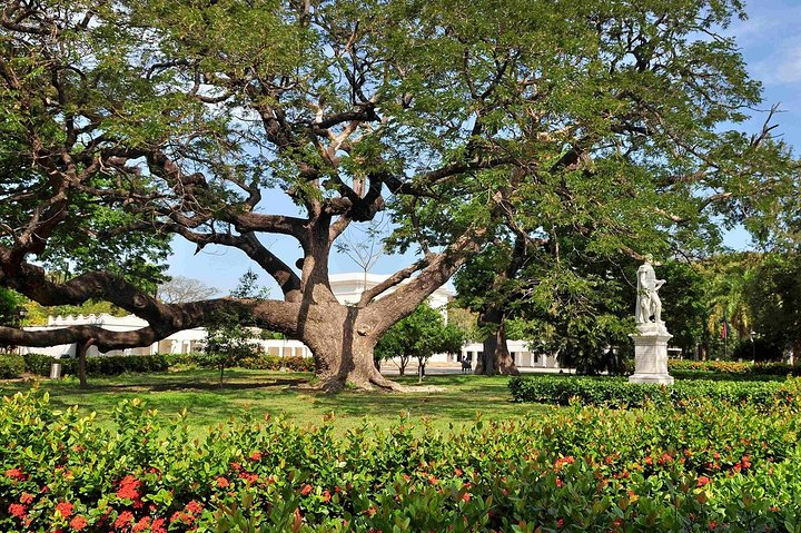 El Samán, comúnmente llamado "árbol de lluvia". La imagen de este arbol fue registrada en las monedas de 500 pesos colombianos desde mediados de los años 90.