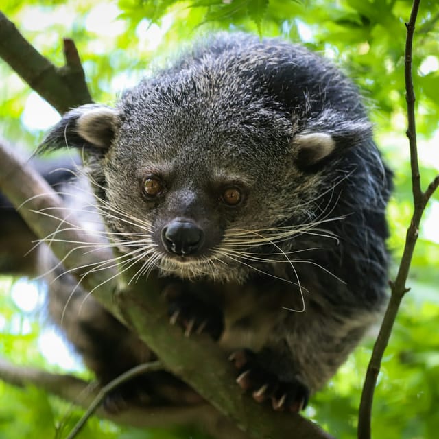 berlin-felidae-wildcat-and-species-conservation-center-barnim-guided-tour_1