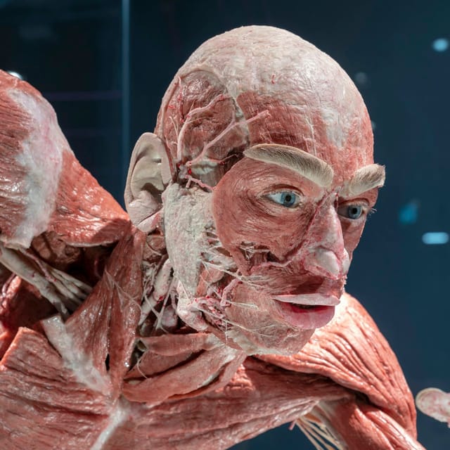 BODY WORLDS Berlin - The First Museum of BODY WORLDS - Photo 1 of 6